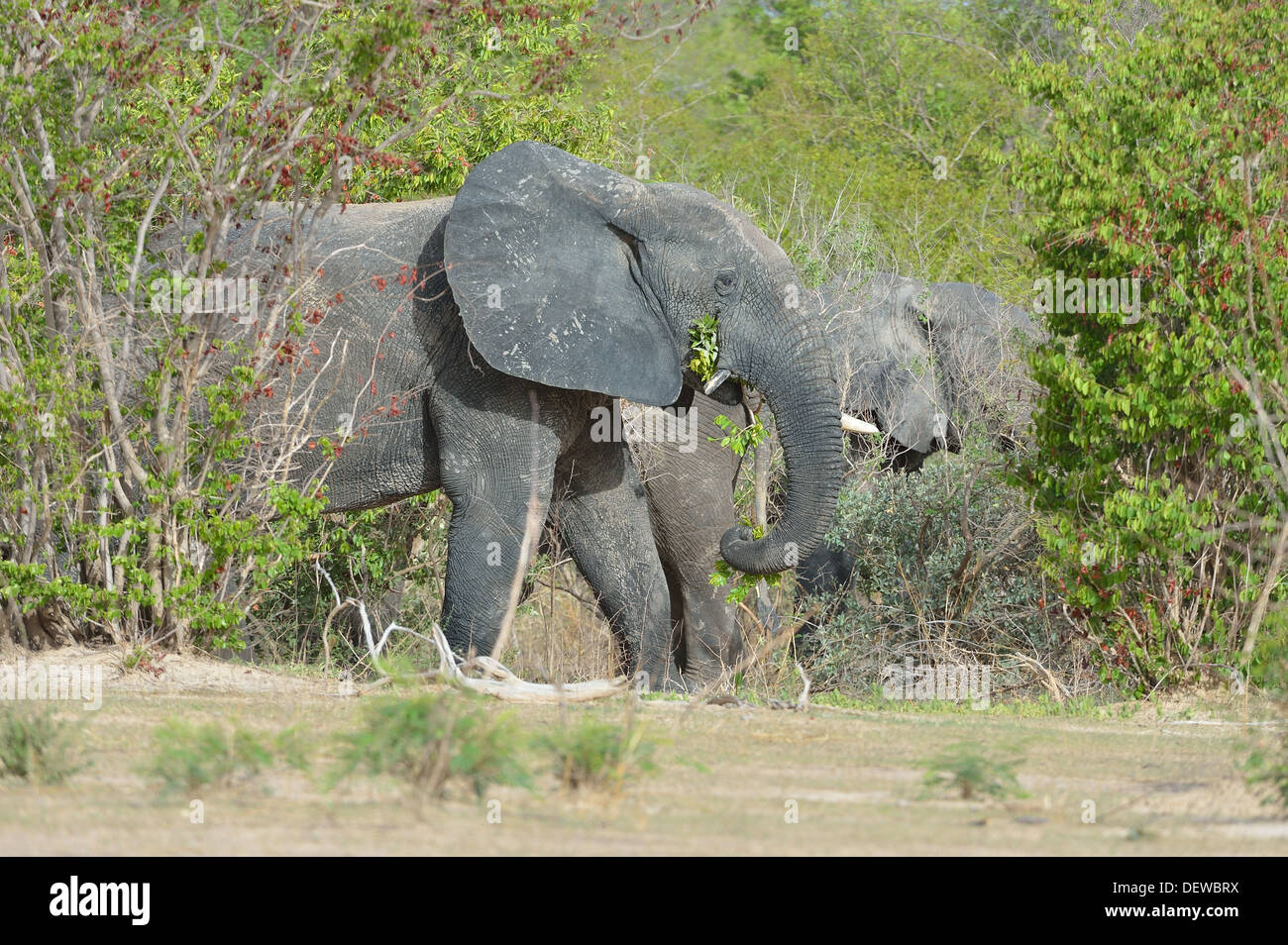 Afrikanischer Elefant - Savanne Elefanten - Bush Elefant (Loxodonta Africana) Fütterung W grenzüberschreitende Park Niger Stockfoto