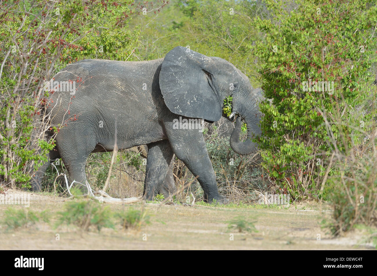 Afrikanischer Elefant - Savanne Elefanten - Bush Elefant (Loxodonta Africana) Fütterung W grenzüberschreitende Park Niger Stockfoto