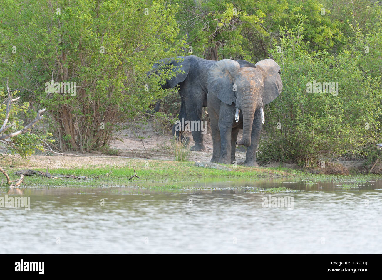 Afrikanischen Busch Elefant - Savanne Elefanten - Bush Elefant (Loxodonta Africana) trinken am Fluss bei Sonnenuntergang W grenzüberschreitende Park Stockfoto
