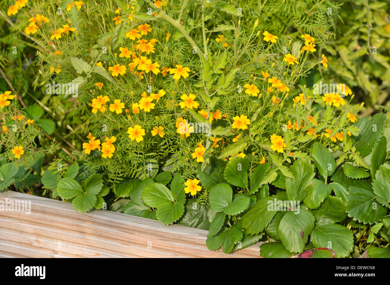 Signet studentenblume (Tagetes Tenuifolia) Stockfoto