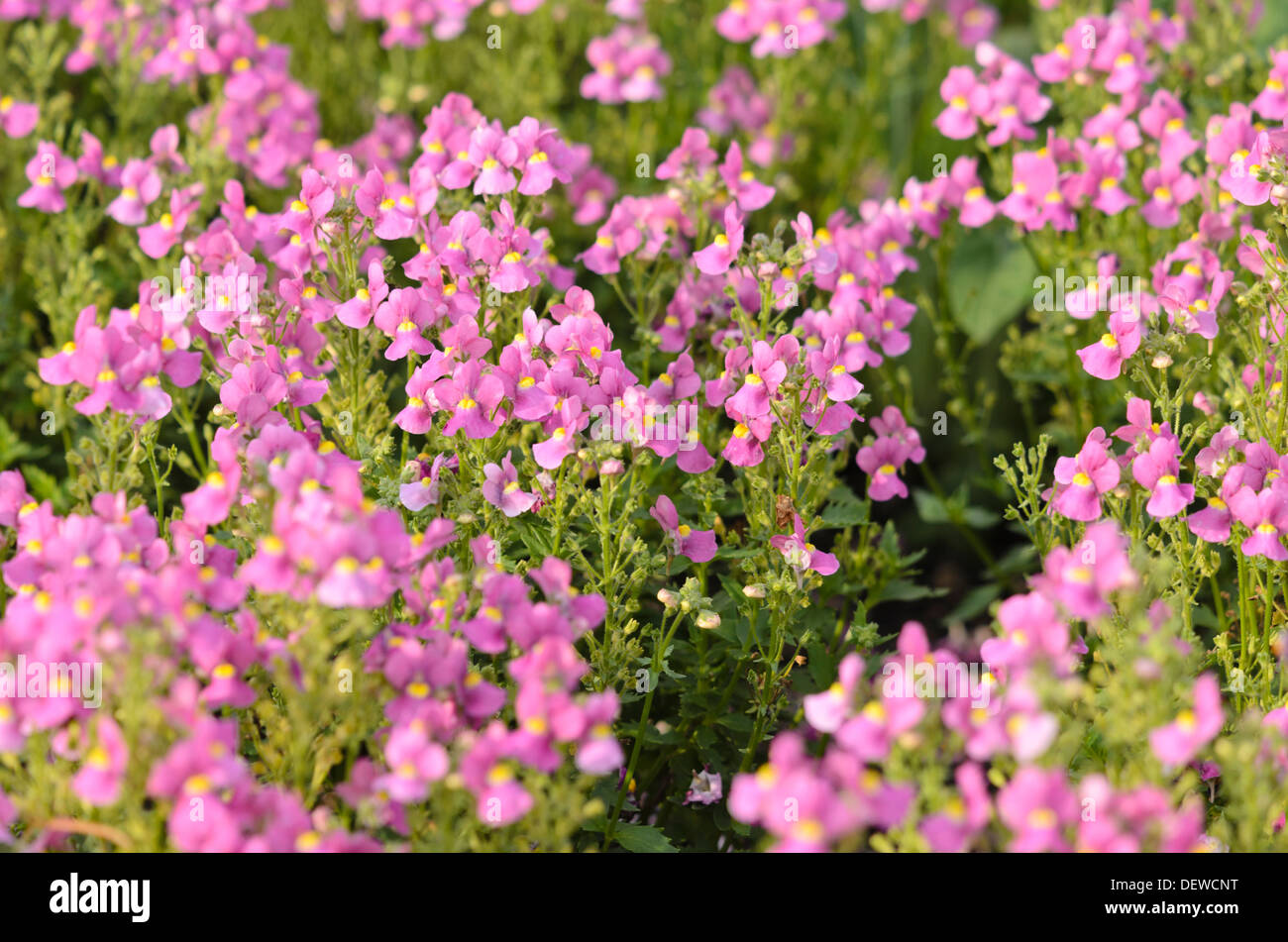 Nemesia karoo Rosa Stockfoto