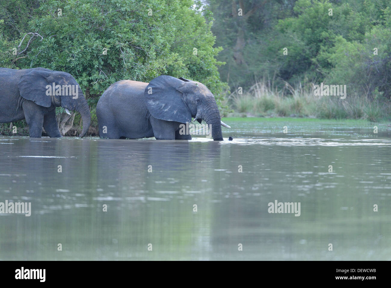 Afrikanischen Busch Elefant - Savanne Elefanten - Bush Elefant (Loxodonta Africana) trinken am Fluss bei Sonnenuntergang W grenzüberschreitende Park Stockfoto