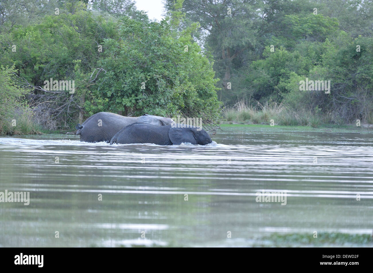 Afrikanischen Busch Elefant - Savanne Elefanten - Bush Elefant (Loxodonta Africana) über den Fluss bei Sonnenuntergang W grenzüberschreitende Park Stockfoto