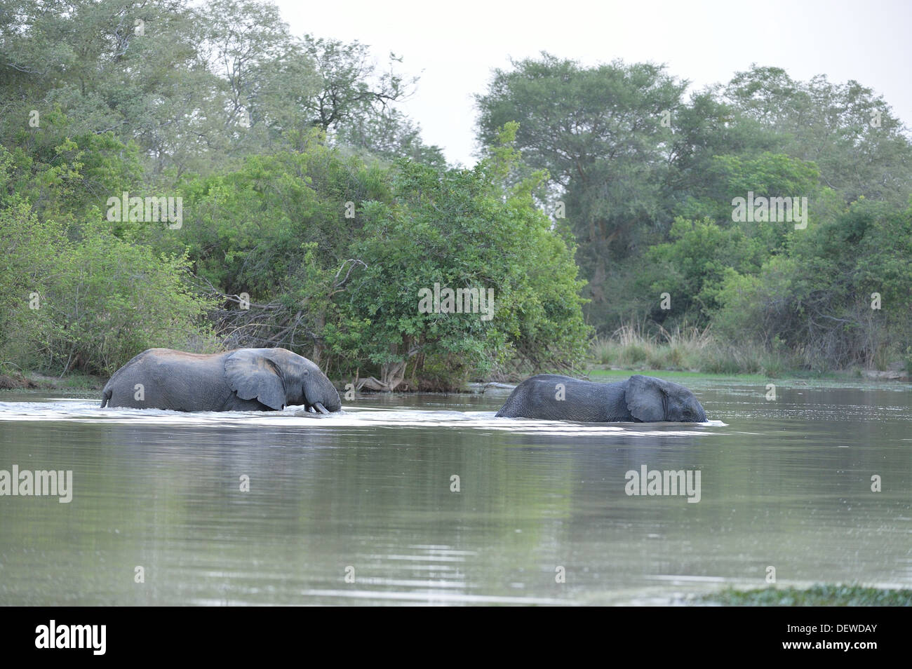 Afrikanischen Busch Elefant - Savanne Elefanten - Bush Elefant (Loxodonta Africana) über den Fluss bei Sonnenuntergang W grenzüberschreitende Park Stockfoto