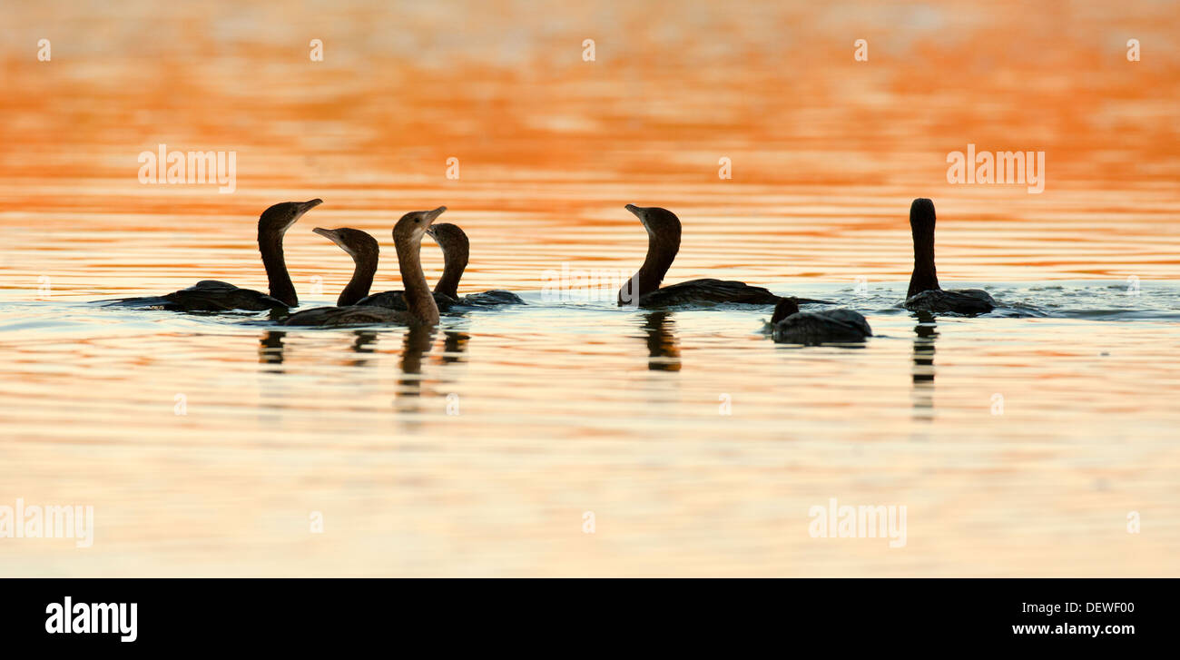 Der Pygmy Kormoran (Microcarbo Pygmeus Syn Phalacrocorax Pygmaeus) Stockfoto