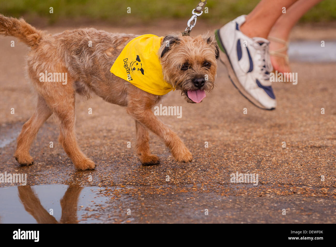 Ein Hund auf der alle über Hunde Show in Norfolk Showground, Norwich, Norfolk, England, Großbritannien, Uk Stockfoto