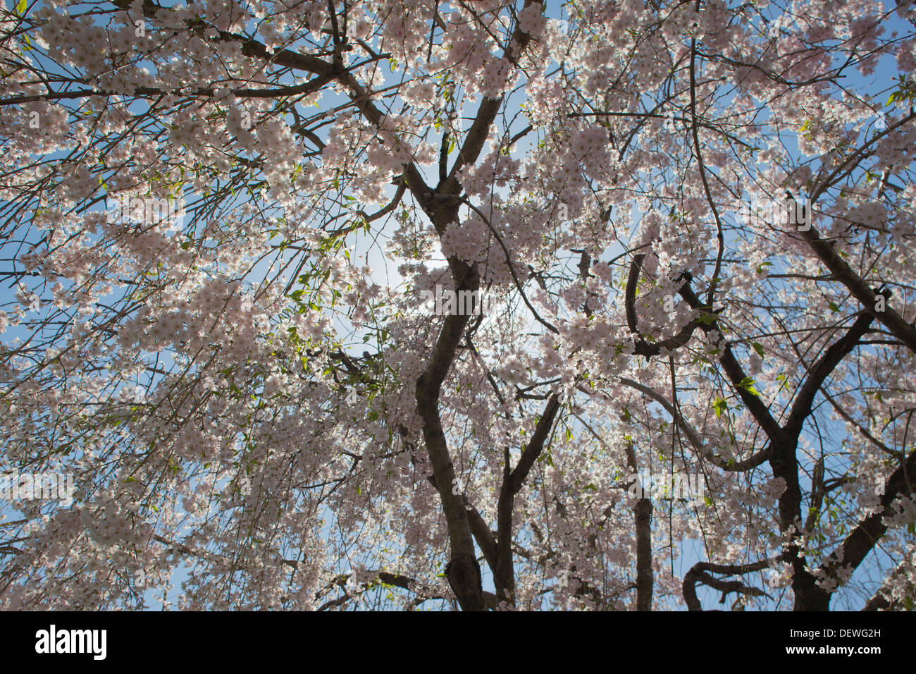 JAPANISCHE KIRSCHBLÜTEN ALLEGHENY COUNTY, PENNSYLVANIA USA Stockfoto