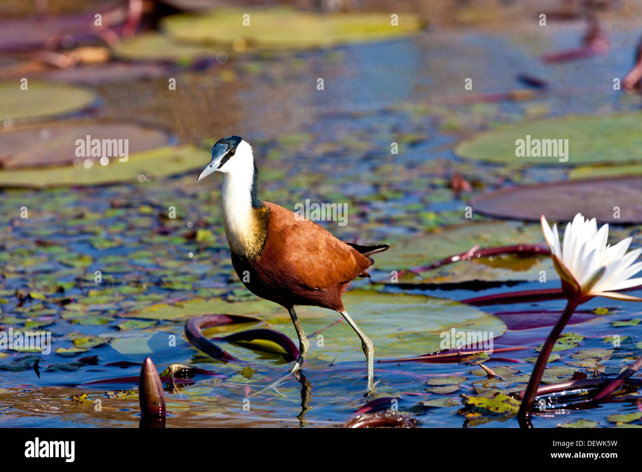 Ein Blatthühnchen Vogel zu Fuß über die Seerosen in den Chobe River, in Botswana Stockfoto