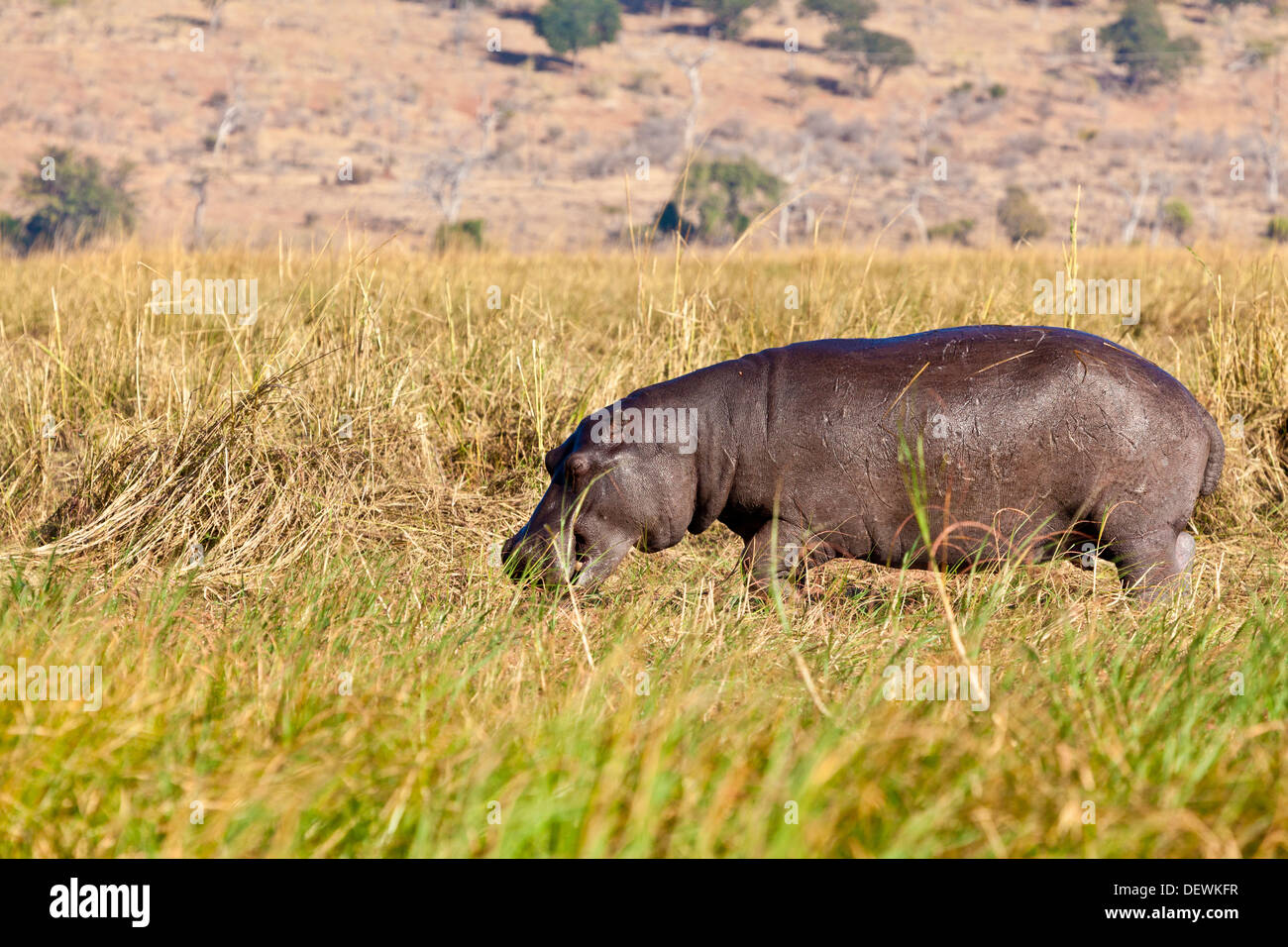 Ein Nilpferd aus dem Wasser im Chobe Nationalpark, Botswana Stockfoto