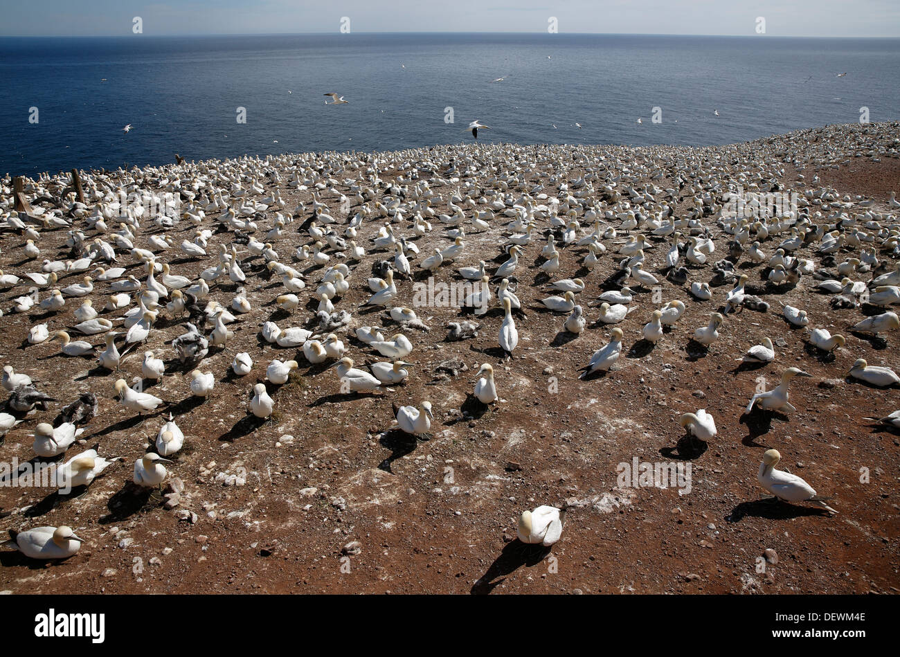 Basstölpel nisten Kolonie, Bonaventure Island National Park, Percé Québec Kanada Stockfoto
