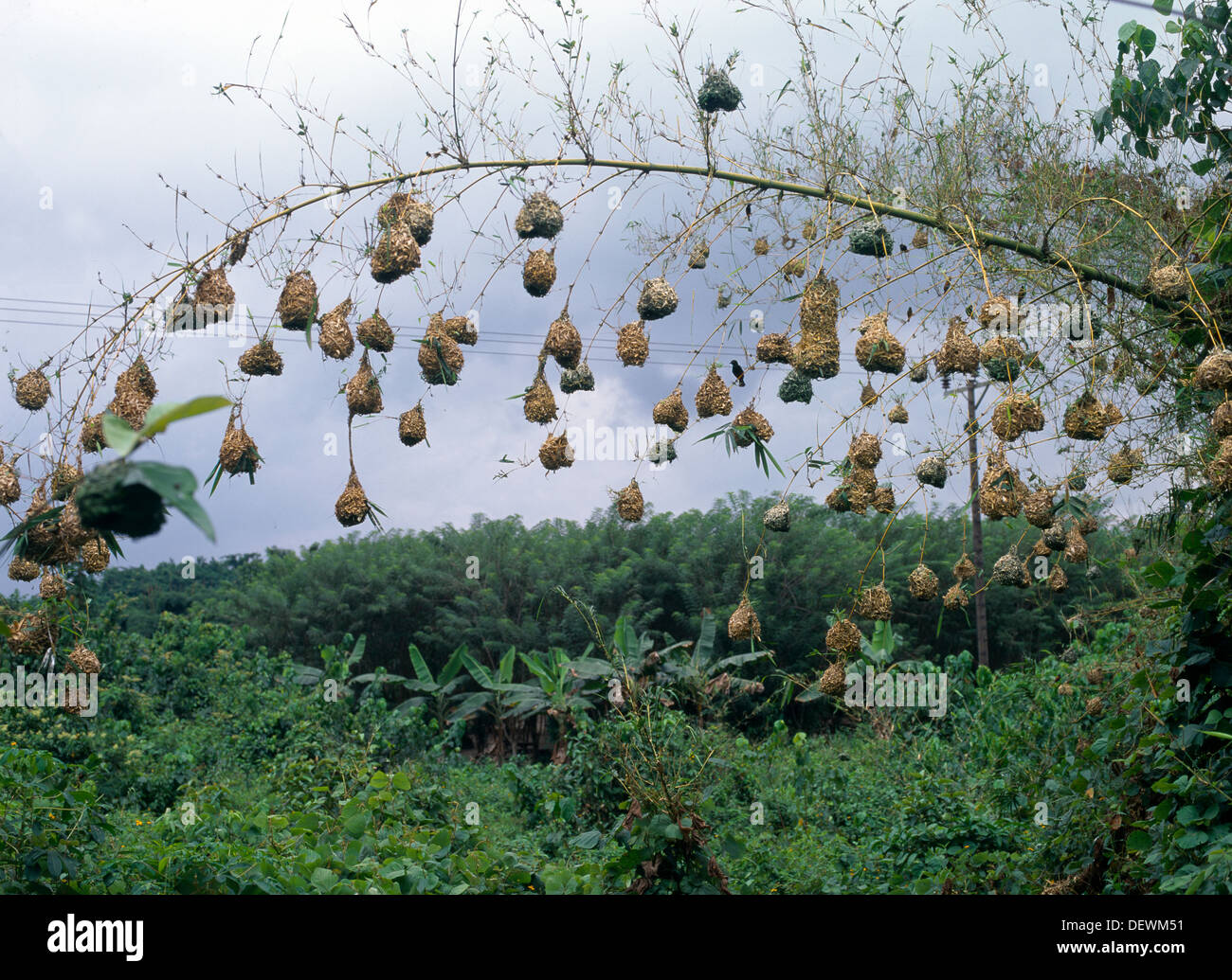 Ghana in der Nähe von Kakum-Nationalpark Weaver Vögel Nester Stockfoto