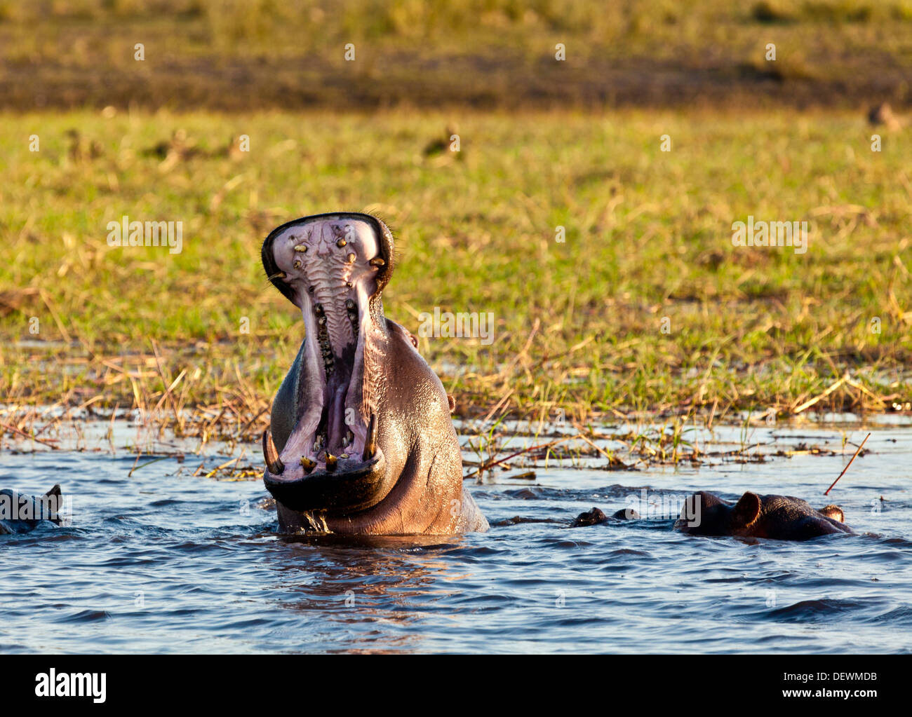 Ein Nilpferd Gähnen im Chobe Nationalpark, Botswana Stockfoto