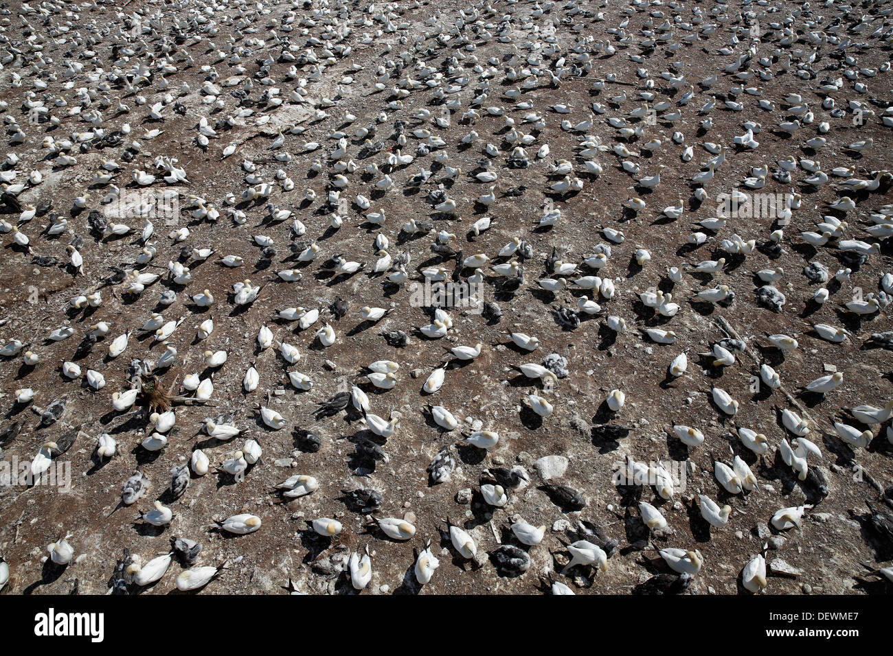 Basstölpel nisten Kolonie, Bonaventure Island National Park, Percé Québec Kanada Stockfoto