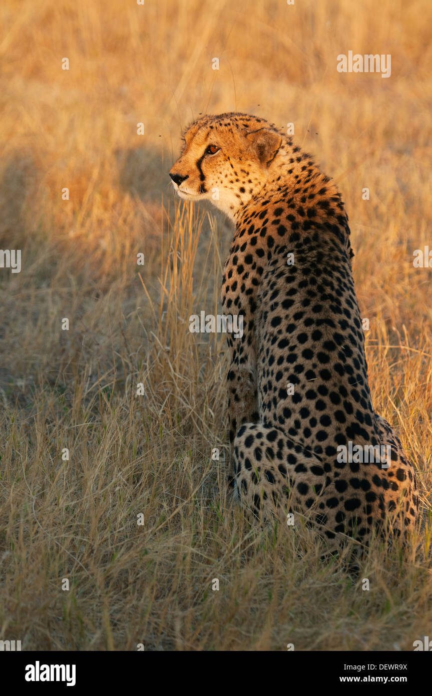 Gepard (Acinonyx Jubatus) männlichen Jagd, Okavango Delta, Botswana Stockfoto