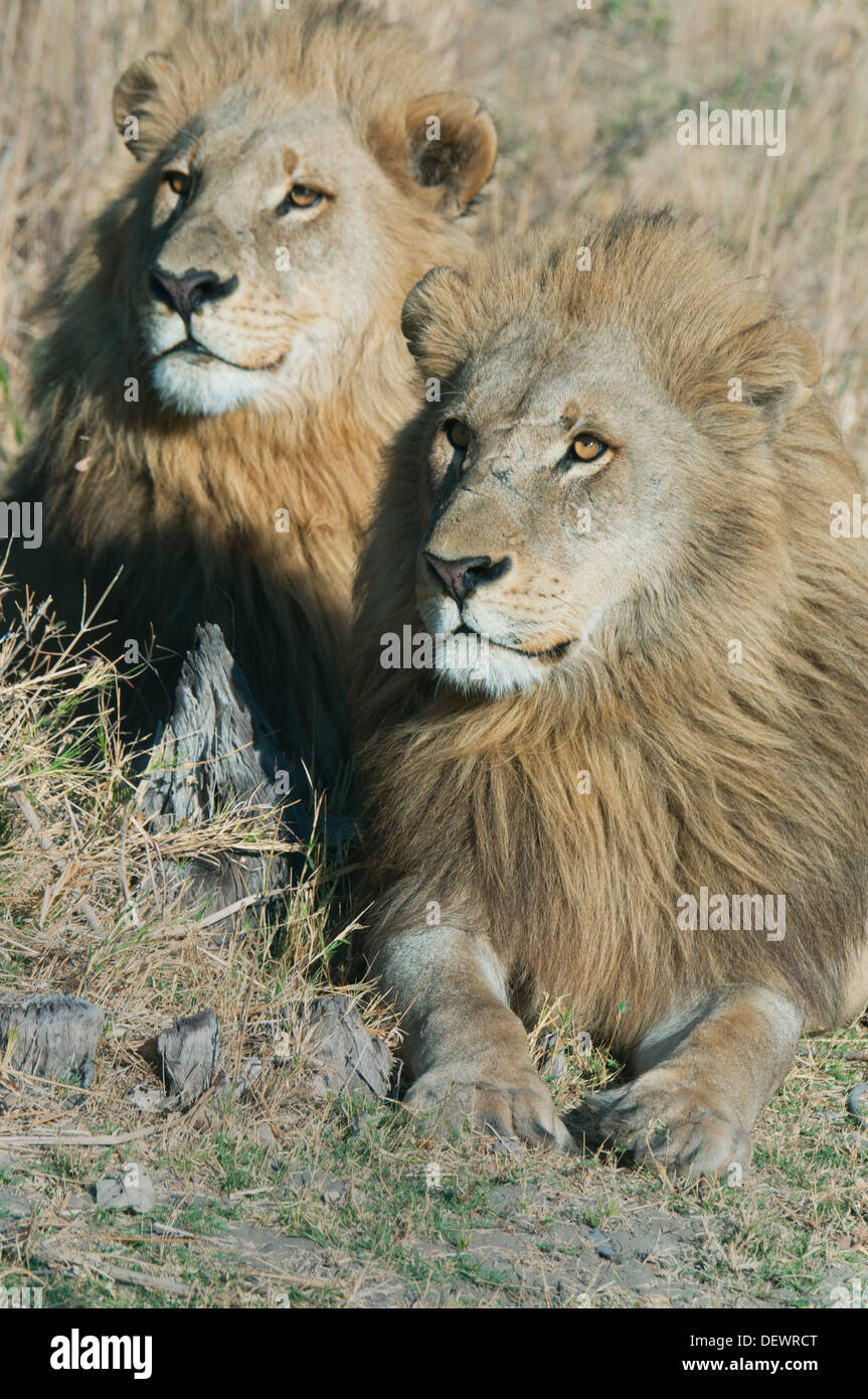 Afrikanischer Löwe (Panthera Leo) Männchen (Brüder) ruhen zusammen Okavango Delta, Botswana Stockfoto