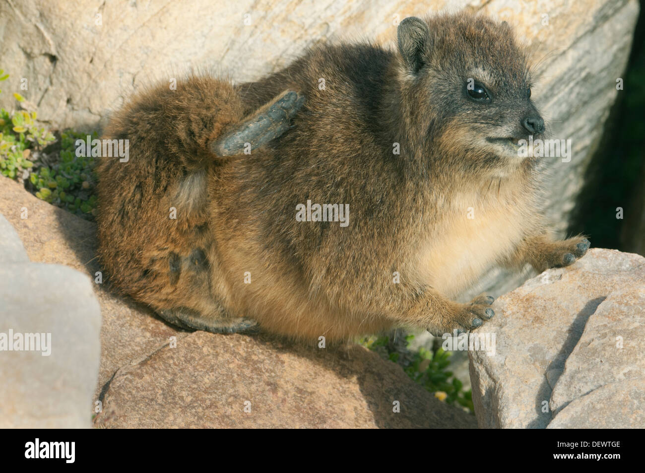 Rock Hyrax (Procavia Capensis), Kratzer, Kap der guten Hoffnung, Kap-Halbinsel, Südafrika Stockfoto