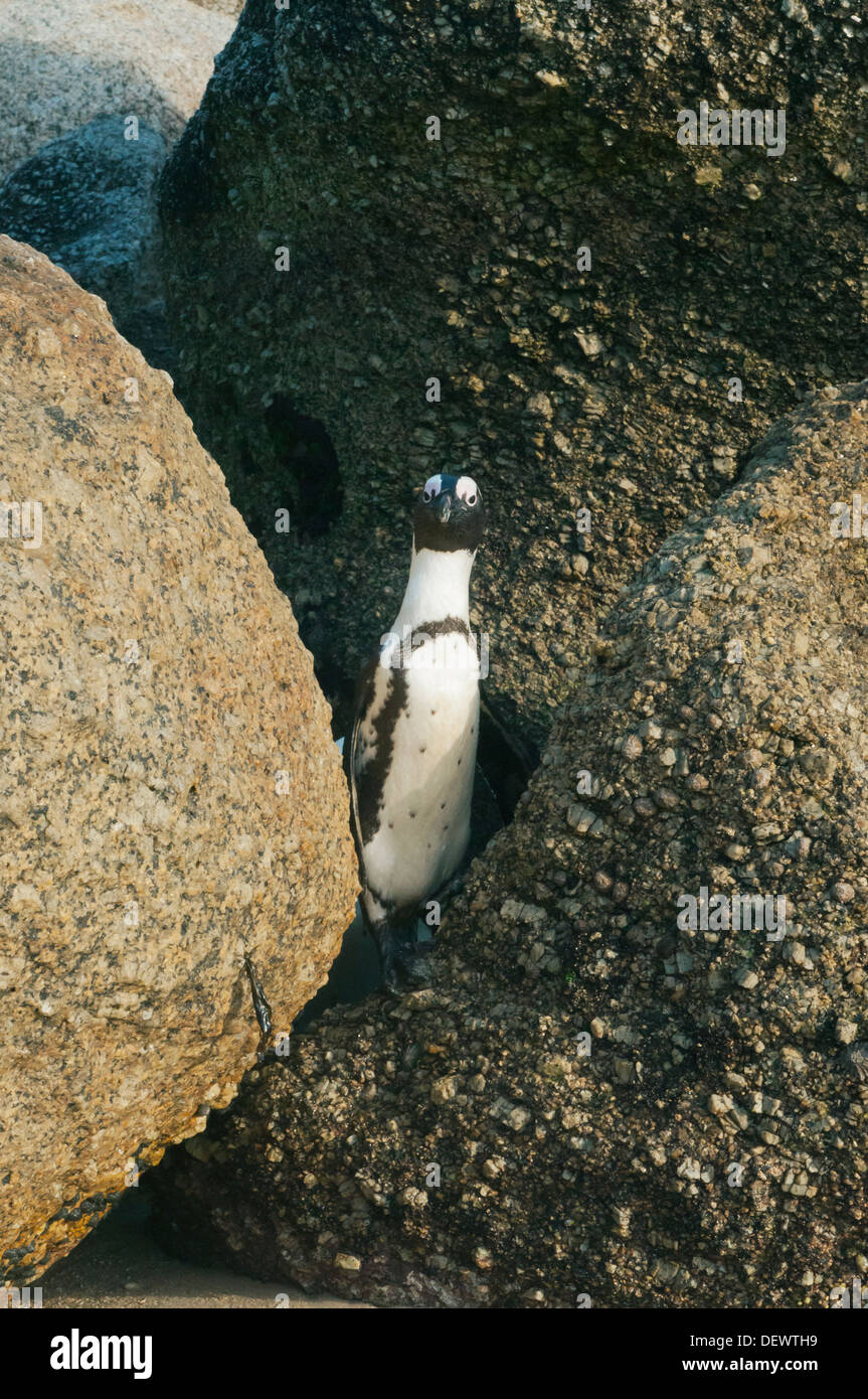 Afrikanische Pinguin (Spheniscus Demersus) Wild, Navigation Granitfelsen, Boulders Beach, Cape Peninsula, Südafrika stark gefährdet Stockfoto