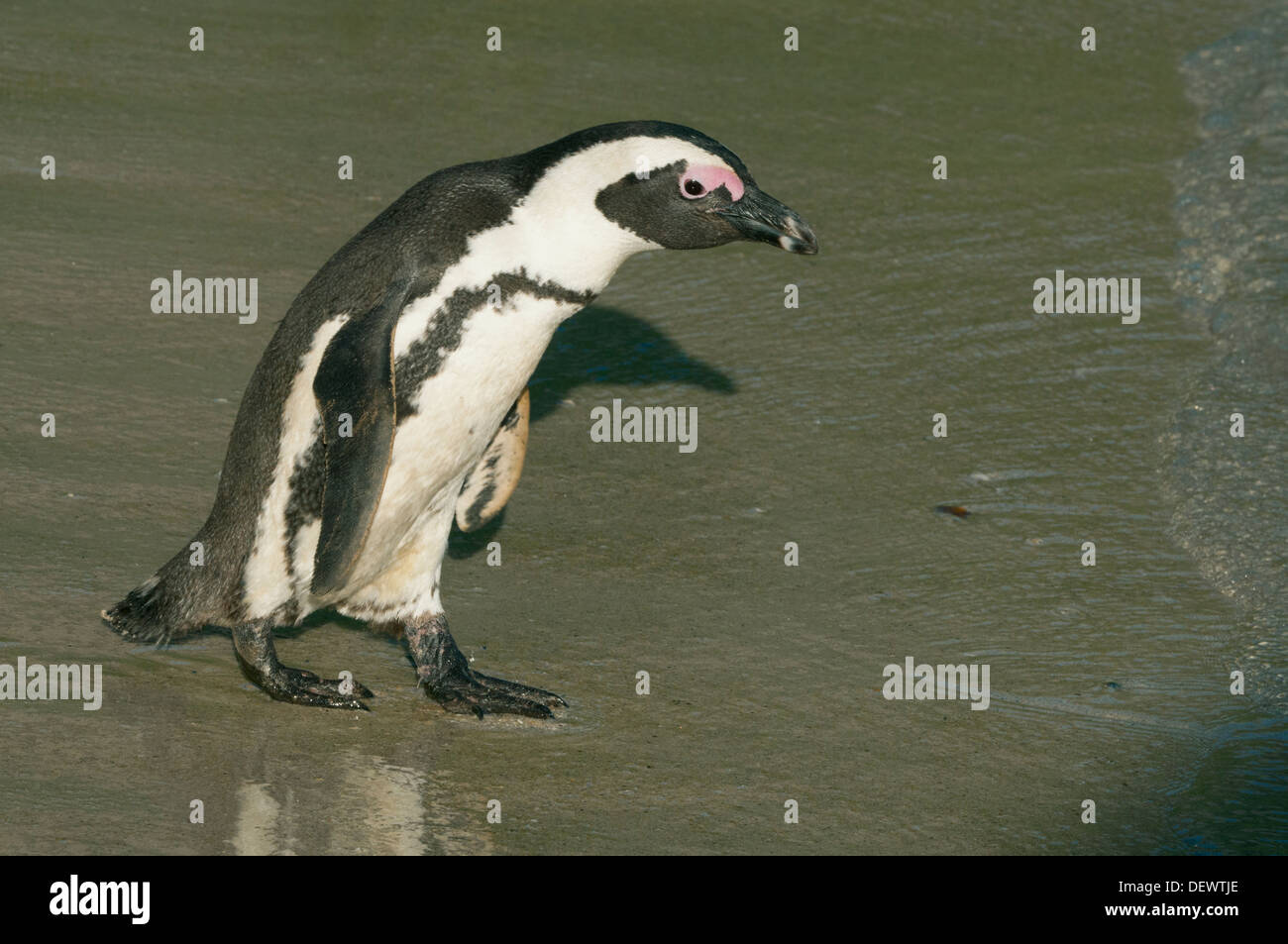 Afrikanische Pinguin (Spheniscus Demersus) Wild, Boulders Beach, Cape Peninsula, Südafrika stark gefährdet Stockfoto