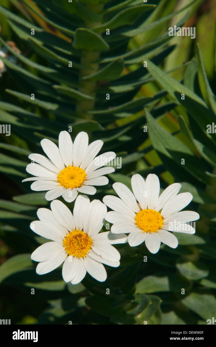 Sumpf Daisy (Osmitopsis Asteriscoides) Kap-Halbinsel, Südafrika Stockfoto