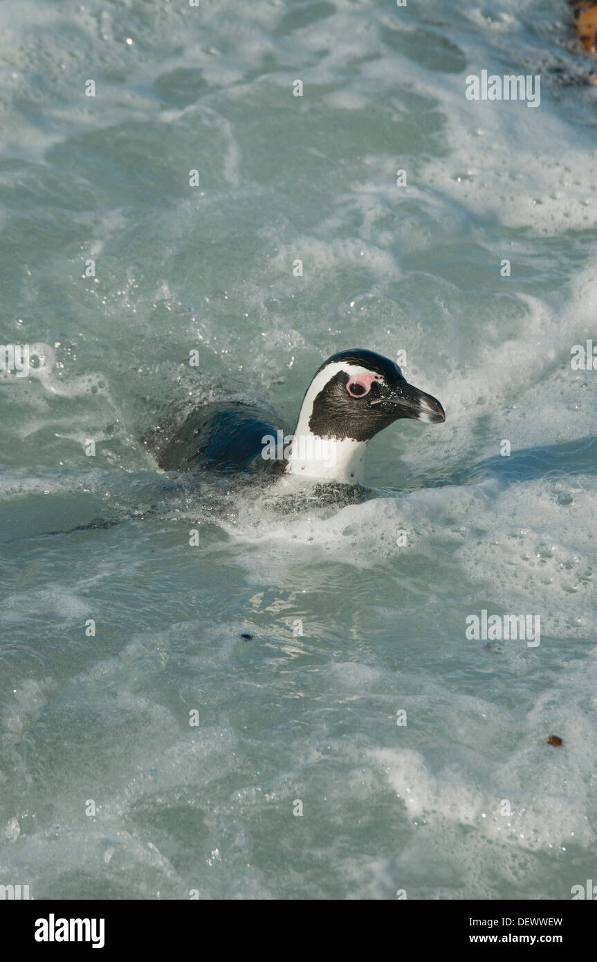 Afrikanische Pinguin (Spheniscus Demersus) Wild, Schwimmen, Bettys Bay, Western Cape, Südafrika stark gefährdet Stockfoto