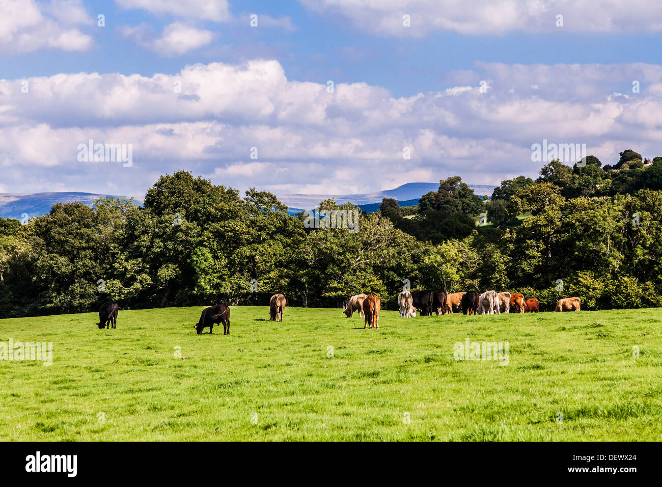 Grasende Kühe auf einem Feld an einem sonnigen Sommertag in der Cwm-Oergwm in den Brecon Beacons National Park. Stockfoto