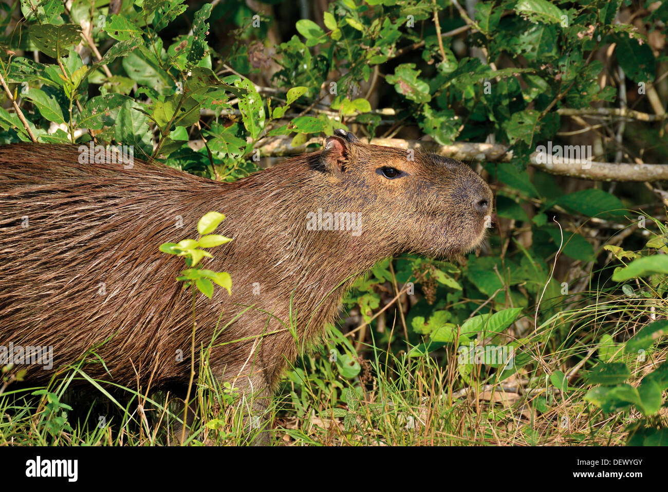 Brasilien, Pantanal: Wasserschwein (Hydrochoerus Hydrochaeris), die aus einem Busch im riverside Stockfoto