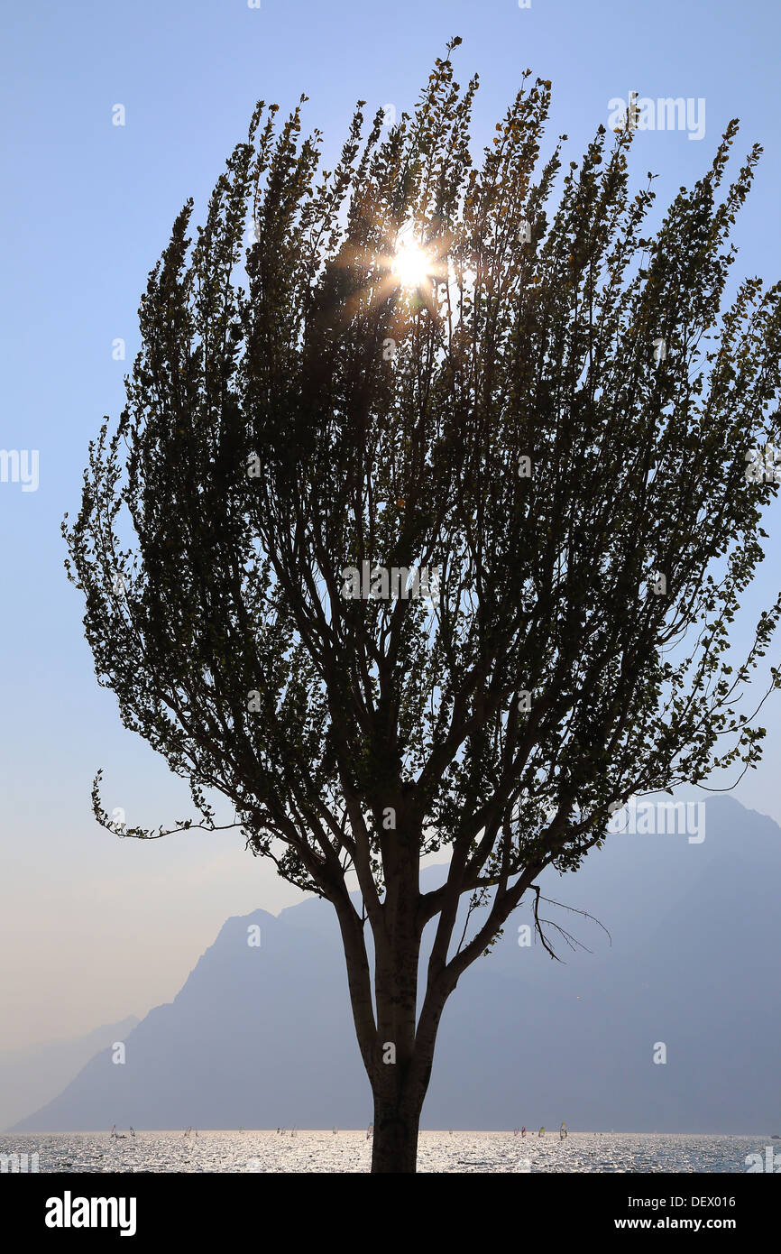 Torbole, Baum am Gardasee, Italien Stockfoto