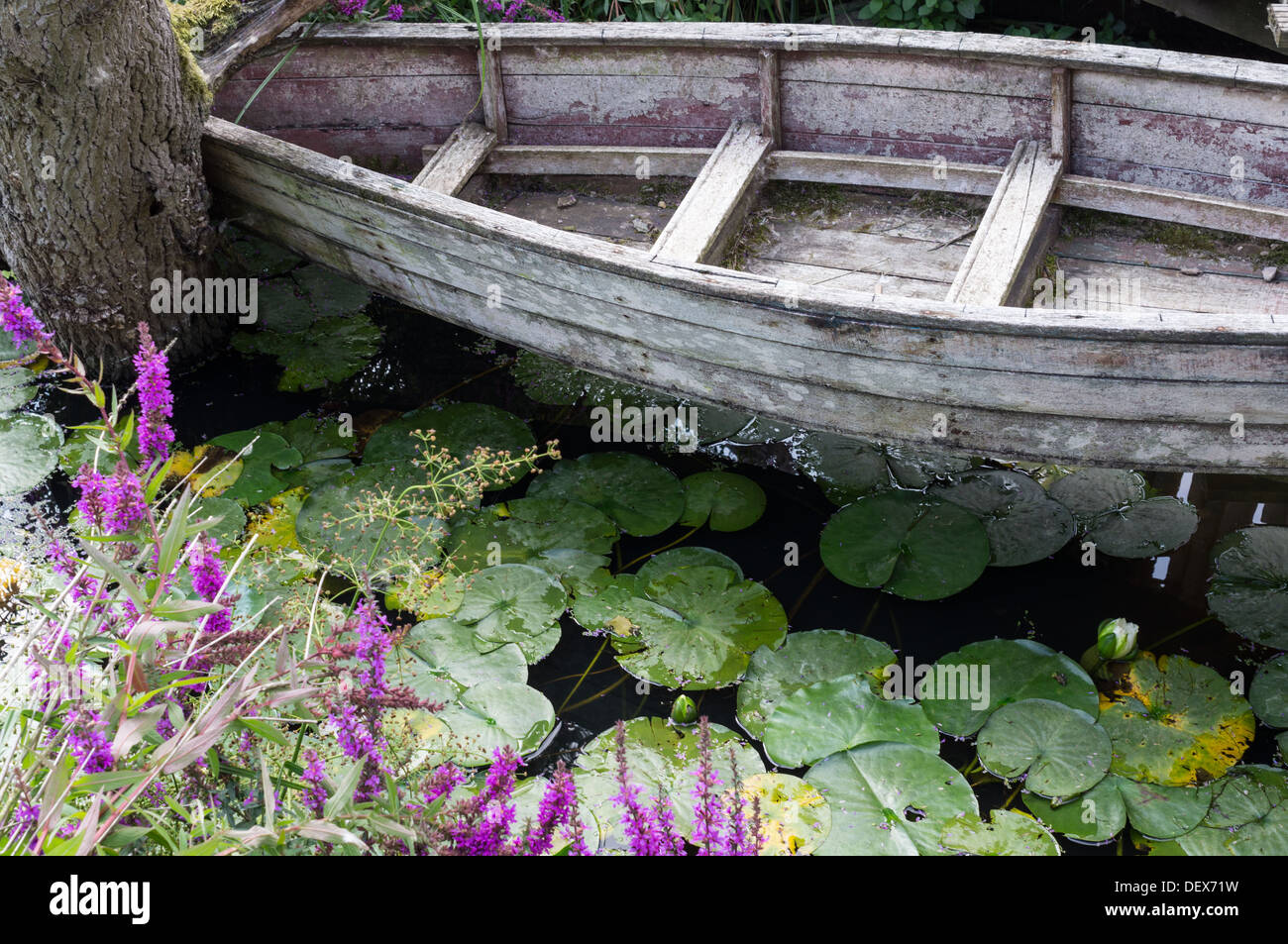 Holz Ruderboot in einem Teich voller Seerosen Stockfoto