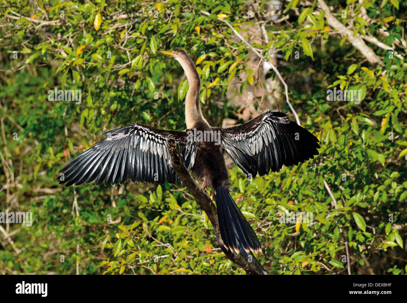 Brasilien, Pantanal: Amercian Darter (Anhinga Anhinga) Trocknung Flügel im riverside Stockfoto