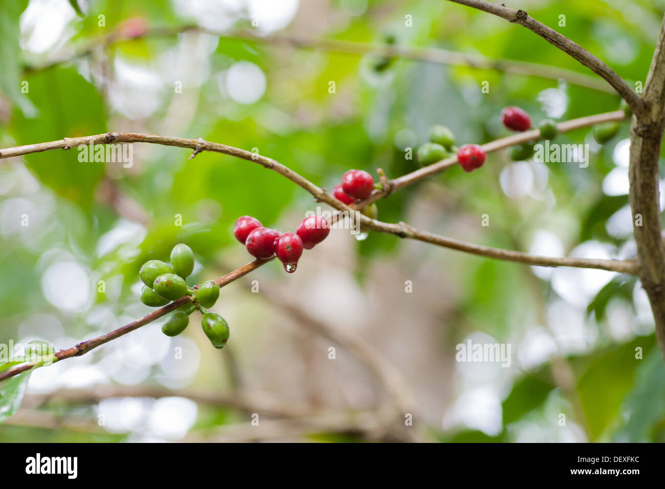 Kaffeebaum und Kirsche Stockfoto