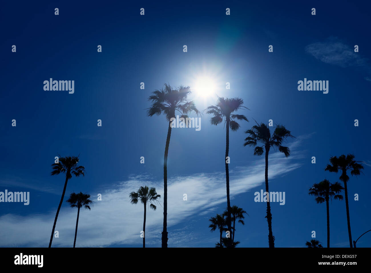 Palmen im südlichen Kalifornien Newport-Bereich mit glühenden Sonne Stockfoto