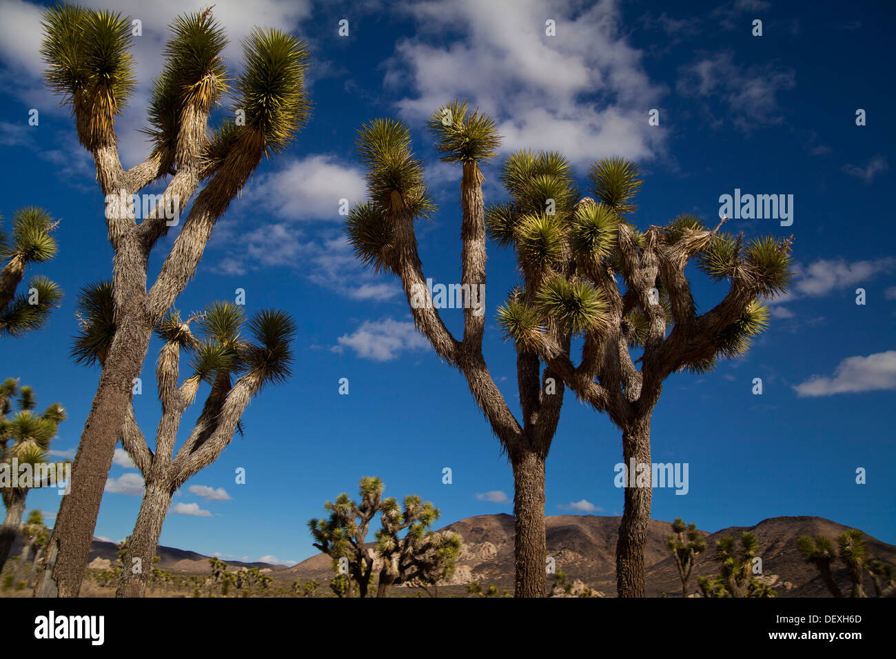 Joshua Baum Pflanzen (Yucca Brevifolia) gesehen im gleichnamigen Nationalpark in Kalifornien Stockfoto