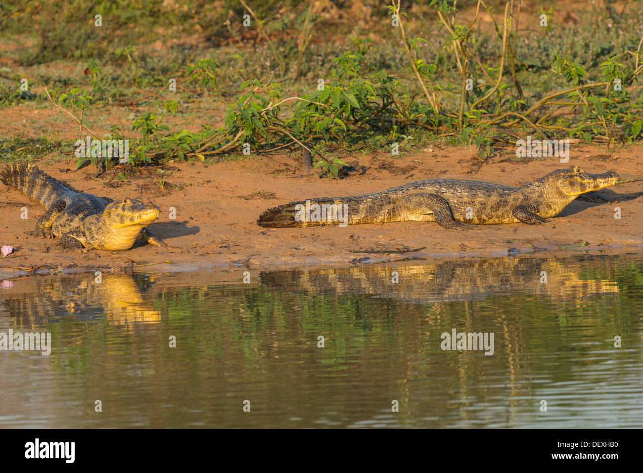 Stock Foto von brillentragende Kaimane ruht auf einem Rivebank, Pantanal, Brasilien. Stockfoto