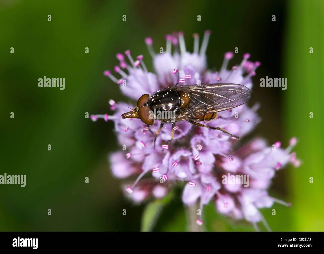 Hoverfly Rhingia Campestris auf der Blume Wasser Minze Mentha aquatica Stockfoto