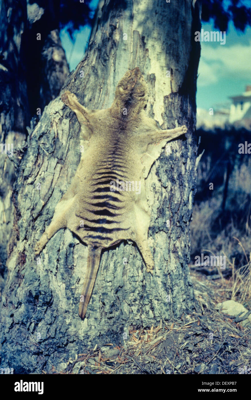Beutelwolf Thylacinus Cynocephalus historisches Foto der Haut trocknen auf einem Kaugummi Baum fotografiert in Tasmanien, Australien Stockfoto