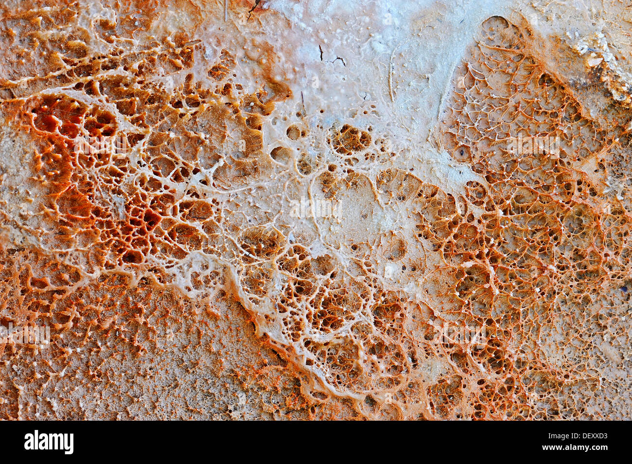 Algen-bakterielle Matten und Mineralablagerungen auf eine heiße Quelle, West Thumb Geyser Basin, Yellowstone-Nationalpark, Wyoming, USA Stockfoto
