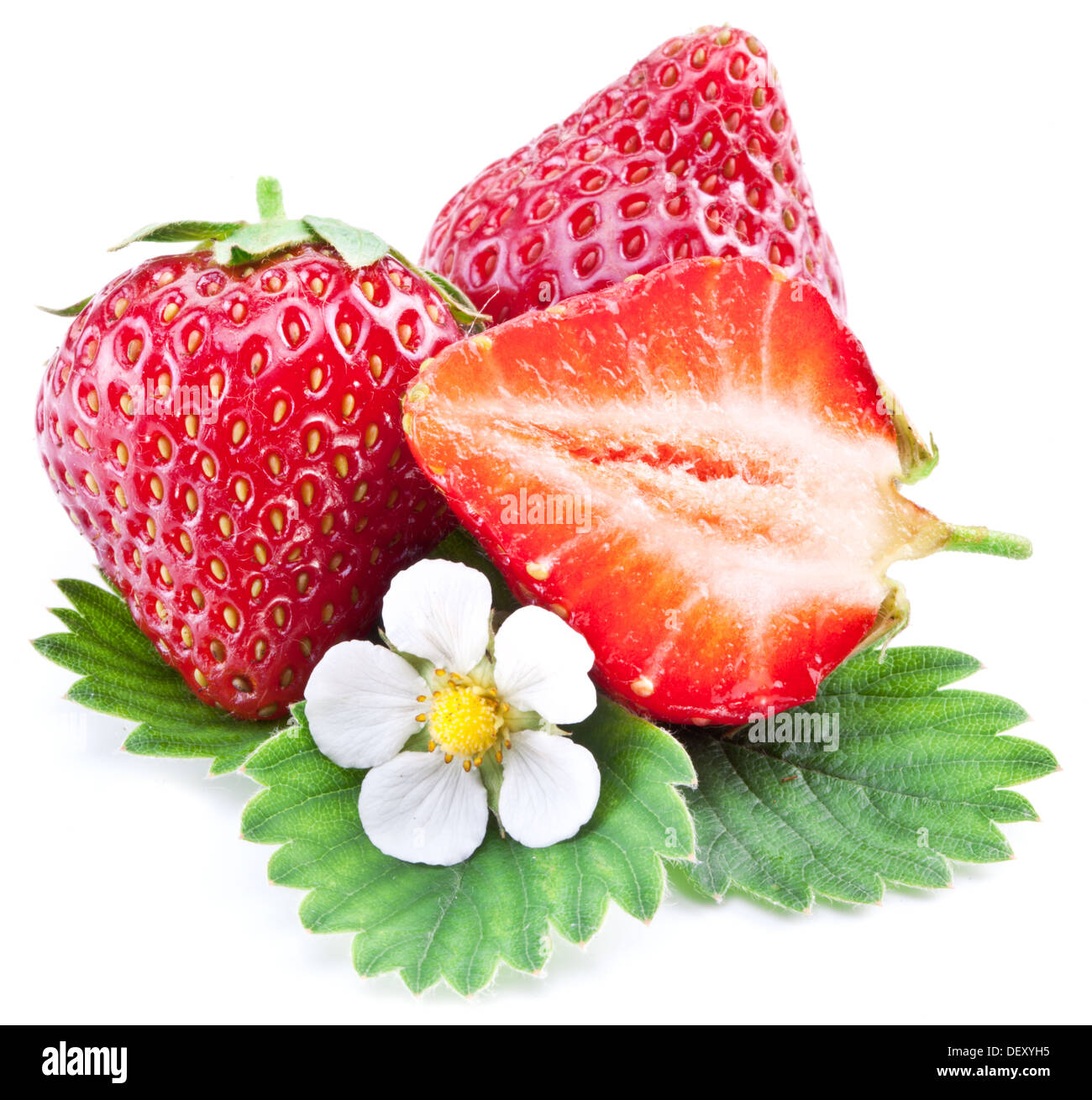 Erdbeeren mit Blättern und Blumen isoliert auf einem weißen Hintergrund. Stockfoto