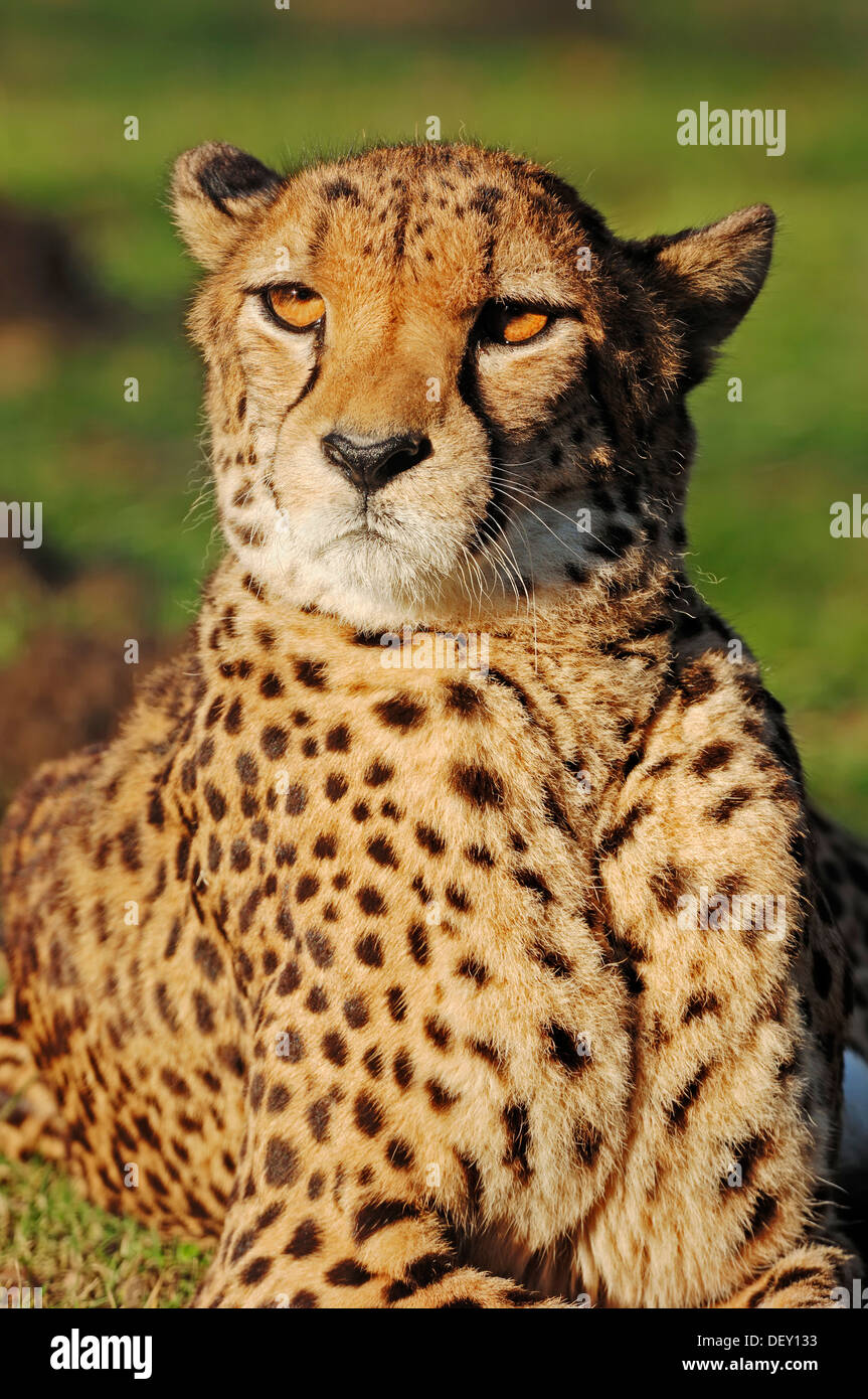 gepard-acinonyx-jubatus-urspr-nglich-aus-afrika-in-gefangenschaft