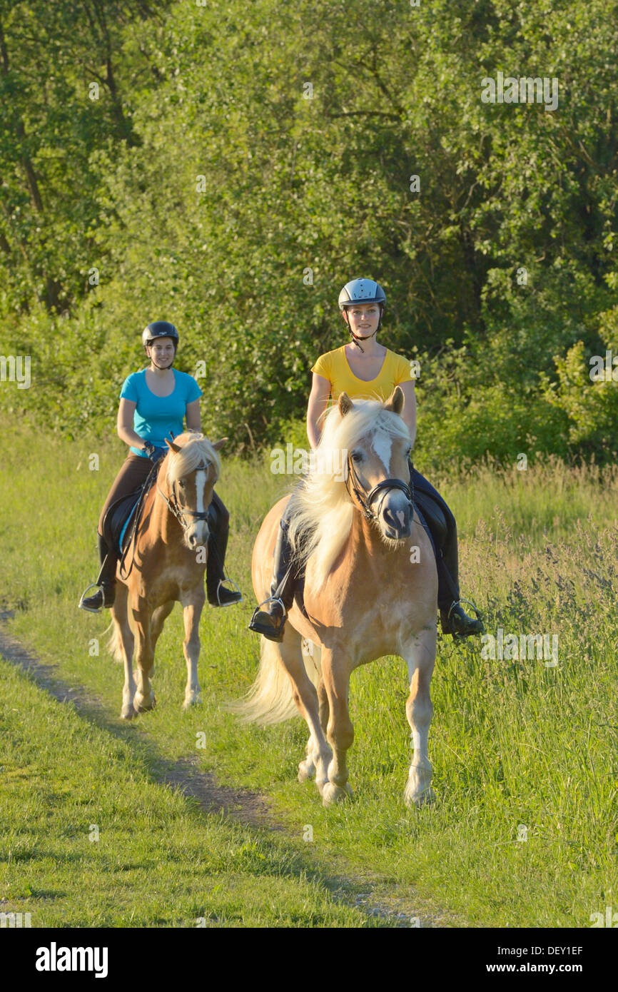 Zwei Reiter auf der Rückseite der Haflingerpferde Reiten am Abend Stockfoto
