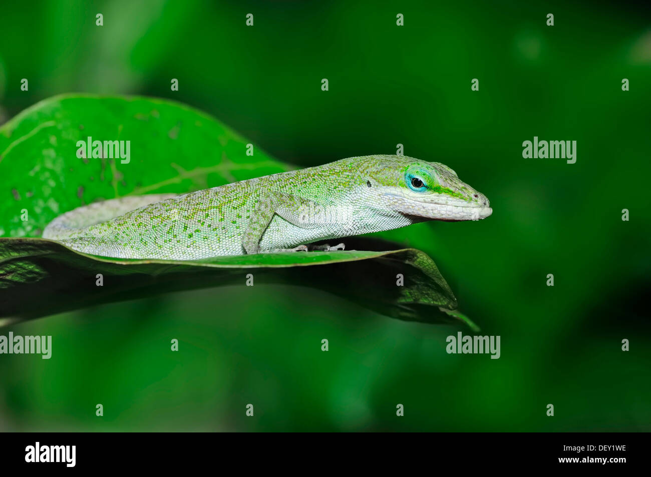 Carolina Anole, grüne Anole oder Red-throated Anole (Anolis Carolinensis), Florida, USA Stockfoto