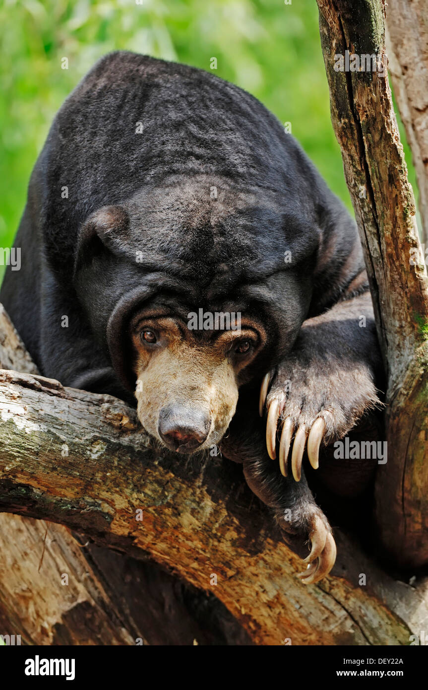 Malaiische Sun Bear (Helarctos Malayanus, Ursus Malayanus), ursprünglich aus Südost-Asien, in Gefangenschaft Stockfoto