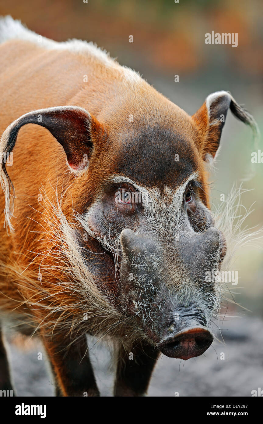 Red River Hog oder afrikanischen Buschschwein (Potamochoerus Porcus Pictus), ursprünglich aus Kamerun, Afrika, in Gefangenschaft Stockfoto