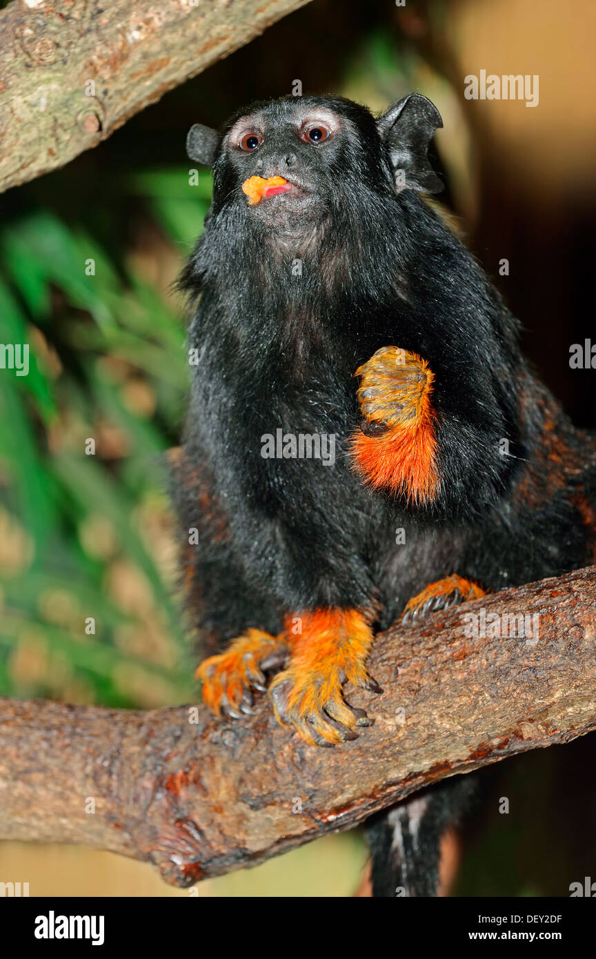 Rothändige Tamarin oder Midas Tamarin (Saguinus Midas), ursprünglich aus Südamerika, in Gefangenschaft Stockfoto