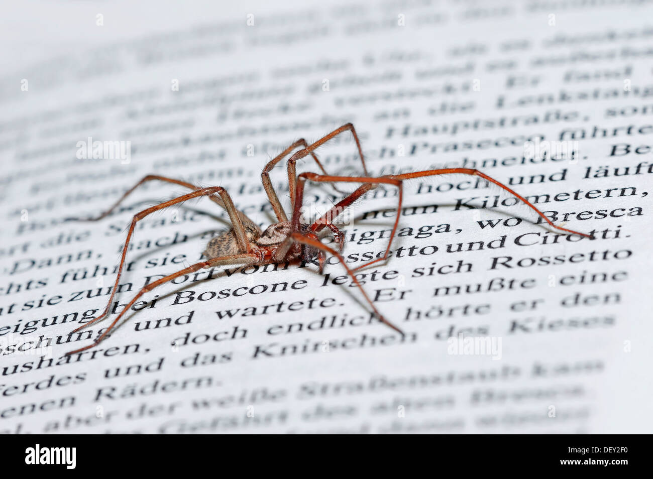 Große Haus Spinne (Tegenaria Atrica) an einem Buch, North Rhine-Westphalia Stockfoto