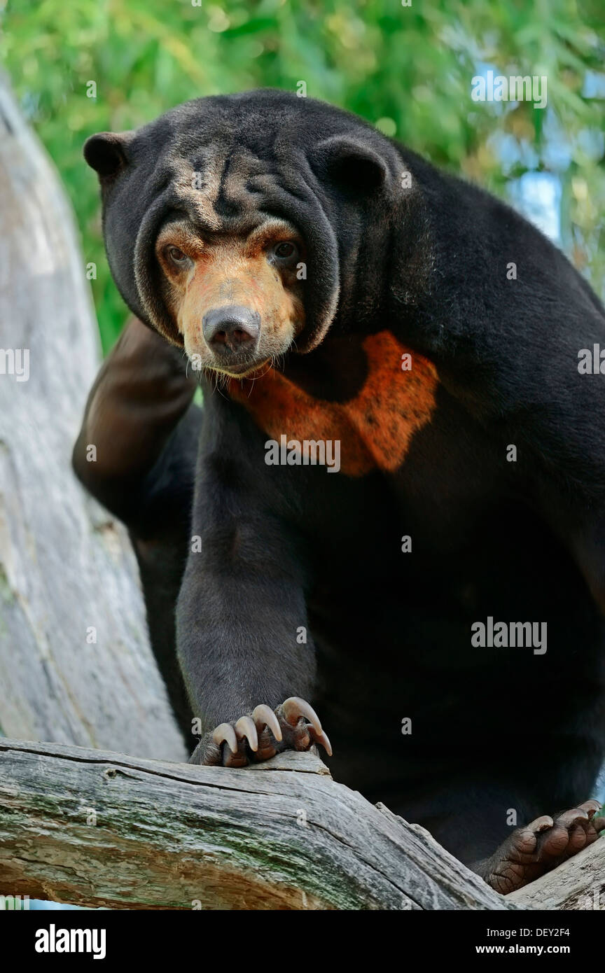 Malaiische Sun Bear (Ursus Malayanus, Helarctos Malayanus), ursprünglich aus Südost-Asien, in Gefangenschaft, Niederlande, Europa Stockfoto