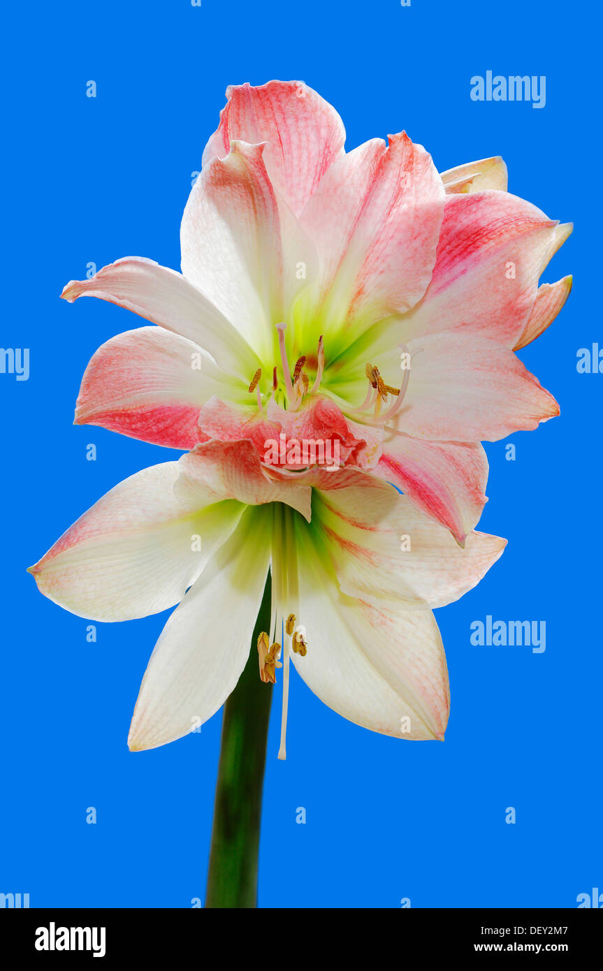 Lily Amaryllis (Hippeastrum Hybriden), Zierpflanze Stockfoto