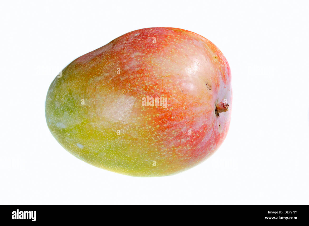 Mango (Mangifera Indica), Obst Stockfoto