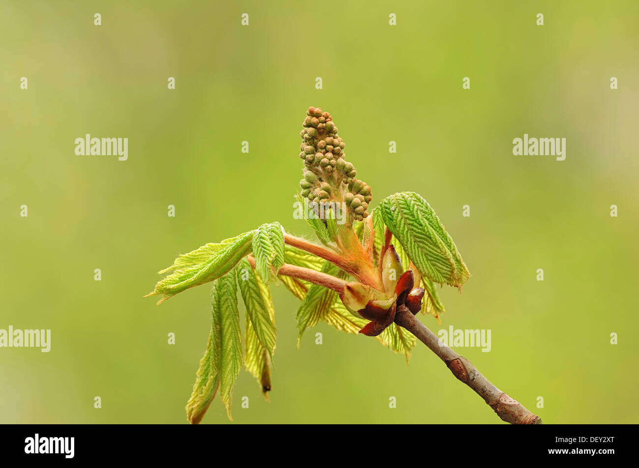 Rosskastanie (Aesculus Hippocastanum), Blätter und Blütenknospen, North Rhine-Westphalia Stockfoto