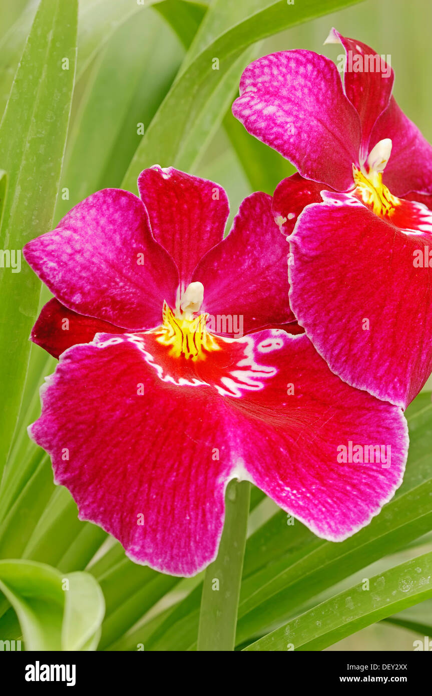 Orchidee (Miltonia spec.), Zierpflanze Stockfoto