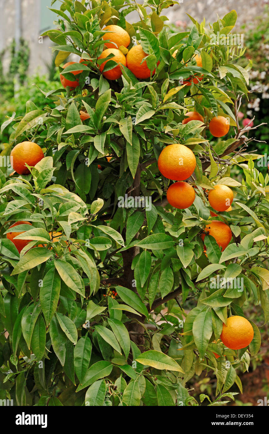 Orangen (Citrus Sinensis), Früchte auf dem Baum, Provence, Südfrankreich, Frankreich, Europa Stockfoto